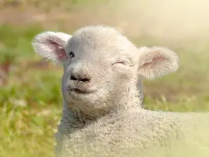 Why are sheep such great pranksters?