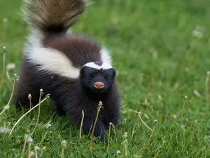 Why are skunks always so depressed?