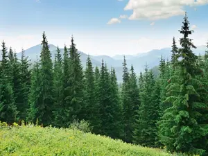 Why are trees always so positive?