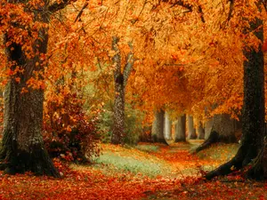 Why are trees so carefree this time of year?