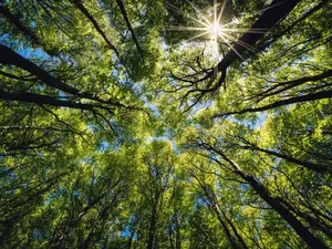 Why are trees so good at interior design?