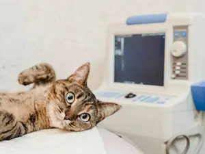 Why can't dogs operate MRI machines?