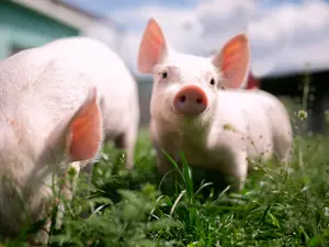 Why can't you trust a pig?