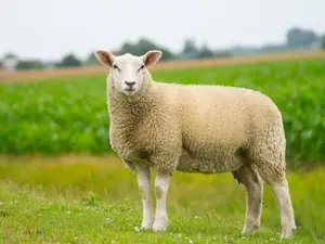 Why could no one recognize the sheep?