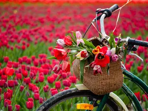 Why couldn't the spring flower ride its bike?