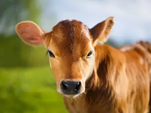 Why did the calf hate his school picture?