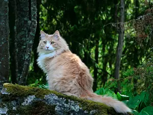 Why did the cat run away from the tree?