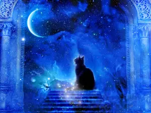 Why did the cat think it was a wizard?