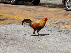 Why did the chicken walk across the street?