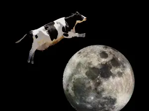 Why did the cow go to outer space?