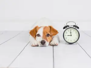 Why did the dog swallow a clock?