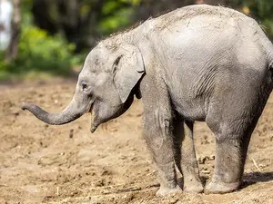 Why did the elephant eat the candle?