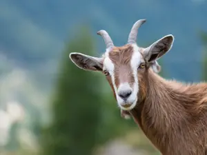 Why did the goat become a lawyer?