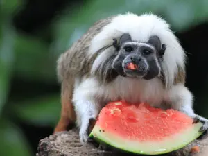 Why did the monkeys start eating watermelon at the zoo?