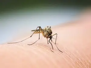Why did the mosquito go to the dentist?