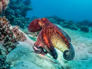 Why did the octopus have to stop writing his book?