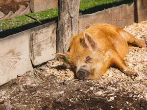 Why did the pig stop sunbathing?