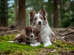 Why did the puppy get in trouble with his dad?
