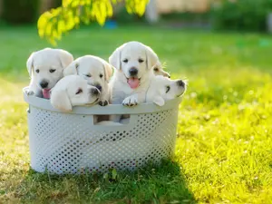 Why did the puppy siblings hang out in the trash can?