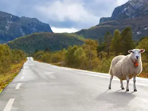 Why did the sheep run across the busy highway?