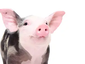 Why did the swine refuse to apologize?