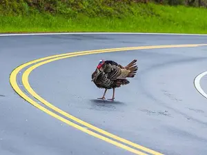Why did the turkey cross the road?