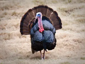 Why did the turkey join the band?