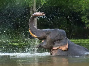 Why didn't the elephant buy a suitcase for his summer camp?