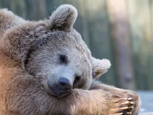 Why do bears hibernate in the winter?