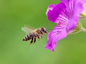 Why do bees buzz?