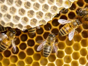 Why do bees gossip?