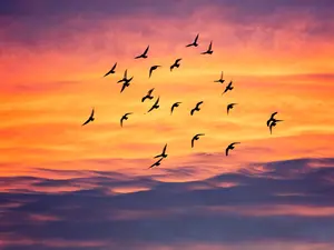 Why do birds fly south in the fall?