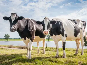 Why do cows go to New York?