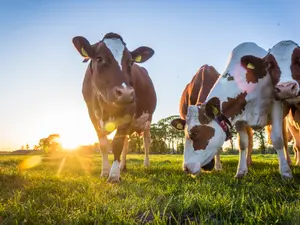 Why do cows have hooves instead of feet?