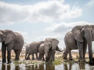 20 Elephant Jokes To Make You Laugh A Ton