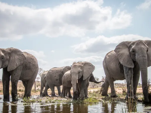 20 Elephant Jokes to Make You Laugh a Ton