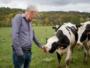 Why do farmers avoid buying skinny cows?