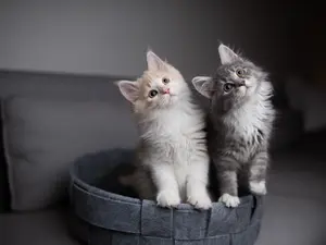 Why do kittens know so much about church?