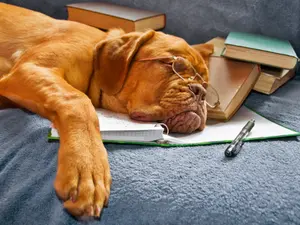 Why do librarians never make plans?