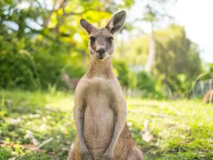 Why do mama kangaroos hate rainy days?