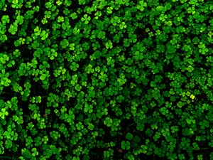 5 St. Patrick's Day Jokes To Get The Paddy Started