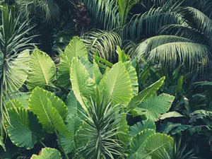 Why do plants hate algebra?