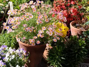 Why do potted plants shower so much in April?