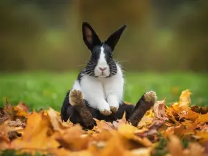 Why do rabbits make good jewelers?