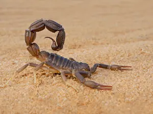 Why do scorpions feel hopeful about fall?