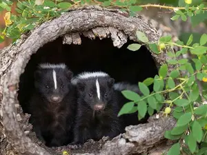 Why do skunks celebrate Valentine's Day?
