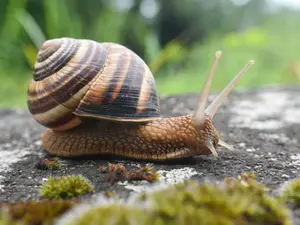 Why do some people love eating snails?