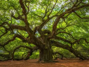 Why do trees have so many friends?