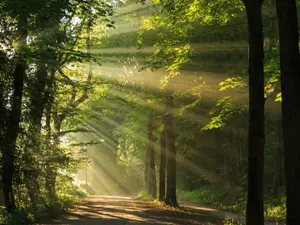 Why do trees try new things so often?