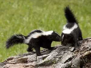Why do two skunks argue?